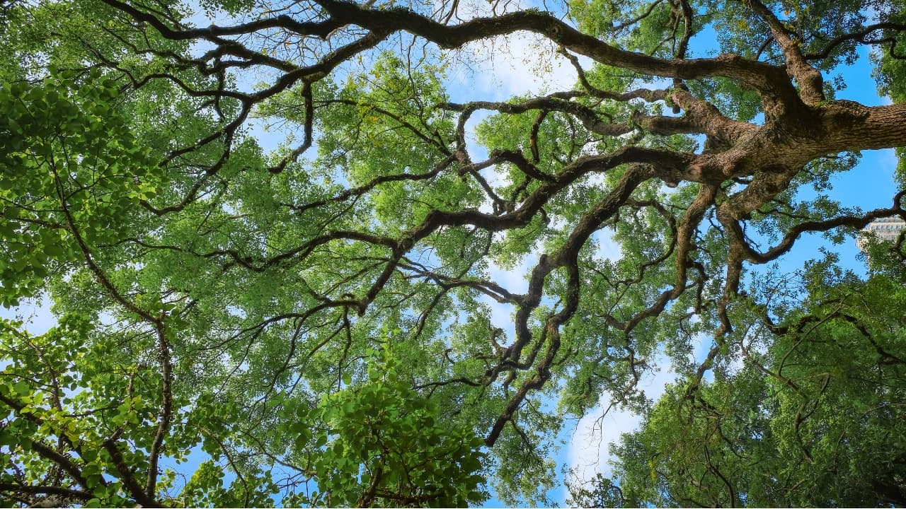 Grønne trækroner og grene set nedefra mod blå himmel med en rolig, mindful stemning.