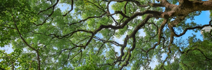 Visual content for the webpage