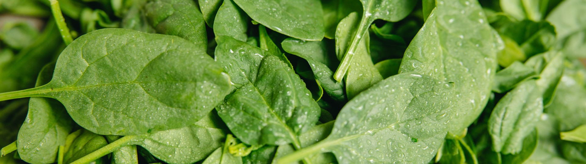 Visual content for the webpage