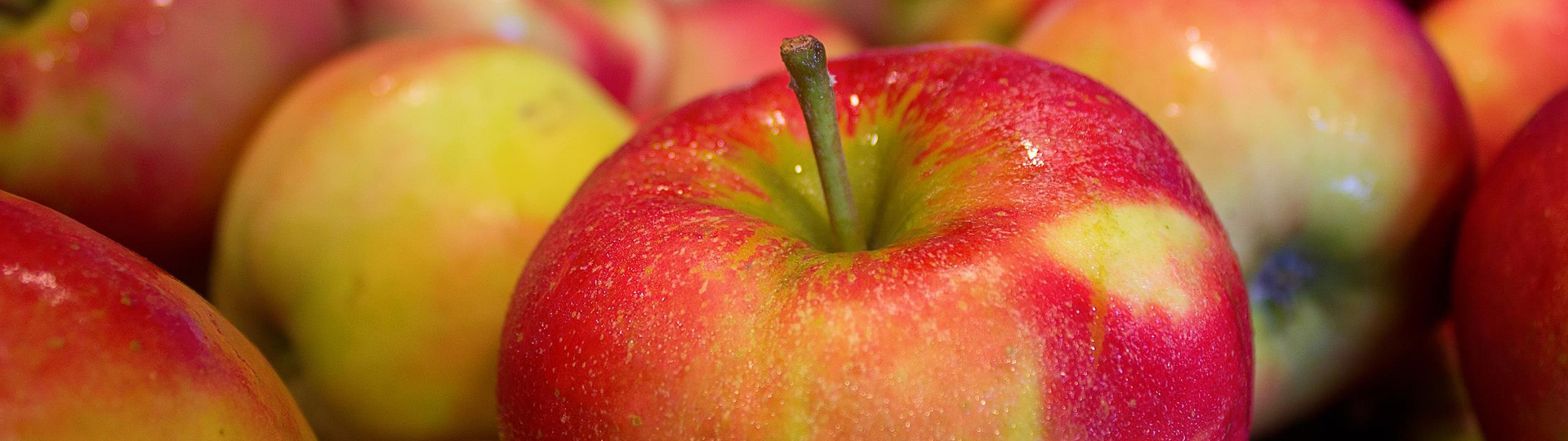 Visual content for the webpage