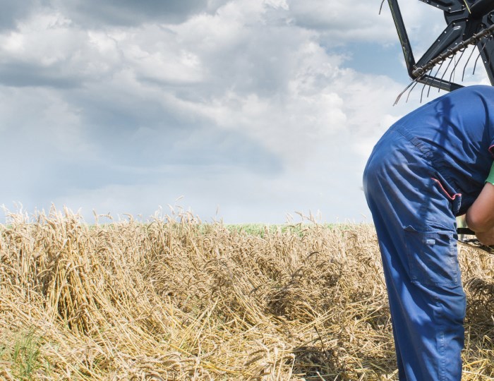 Visual content for the webpage