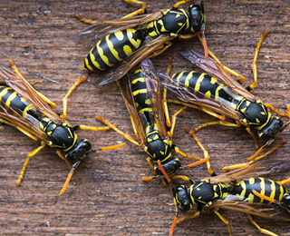 Visual content for the webpage